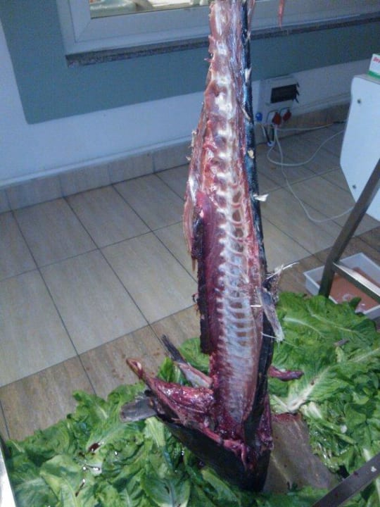 Thunfisch Hotel Delphin Imperial