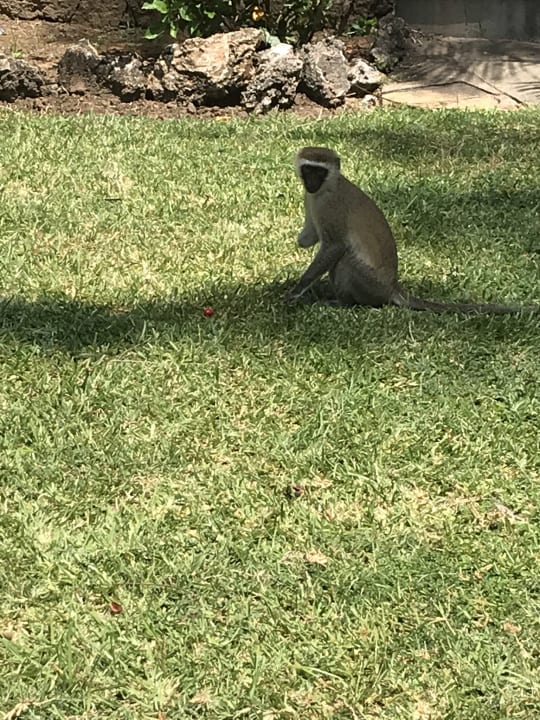 Gartenanlage Bahari Beach Hotel