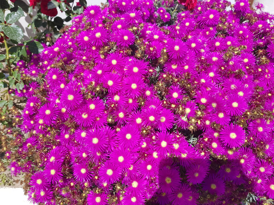 Sonstiges Afandou Bay Resort Suites