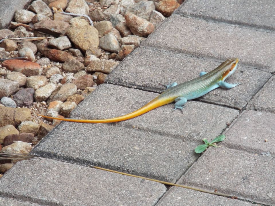 Echse am Restauranteingang  Hotel Restcamp Skukuza