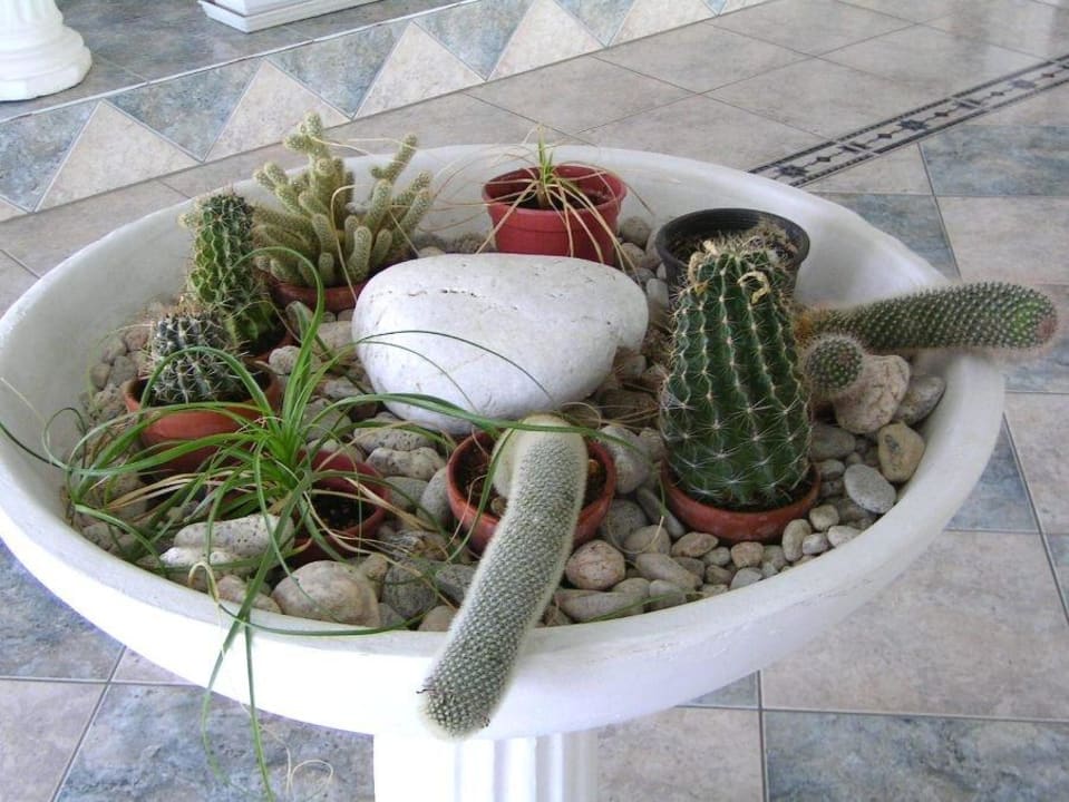 Kaktusy Akti Ouranoupolis