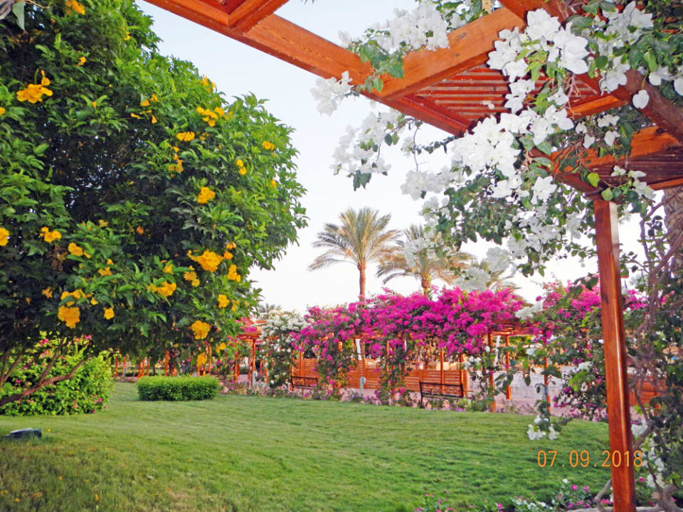 Gartenanlage Desert Rose