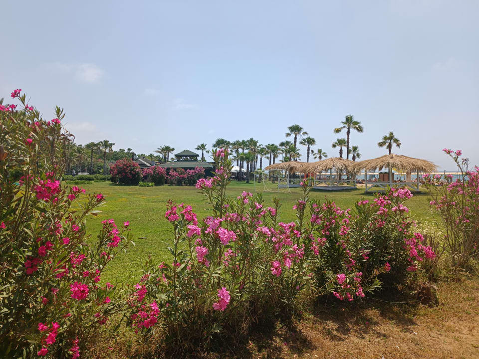 Gartenanlage Royal Atlantis Beach Hotel