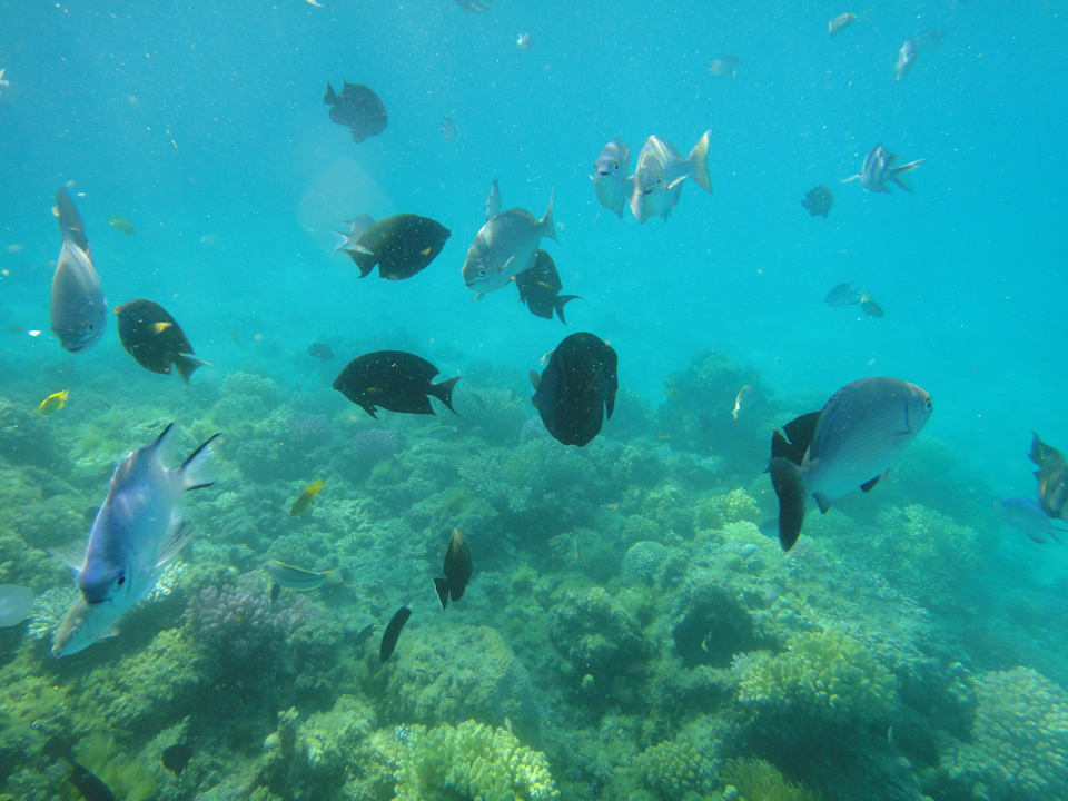 Viele bunte Fische Pickalbatros Palace Resort