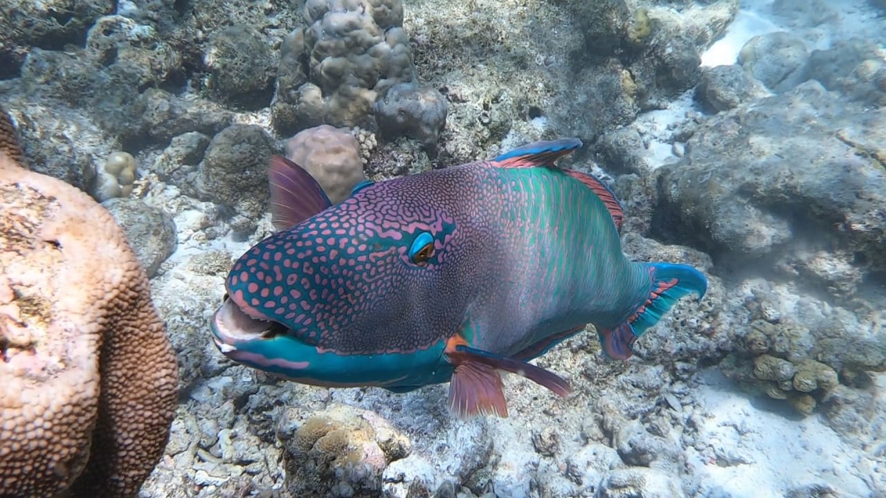 Sport & Freizeit NH Collection Maldives Reethi Resort