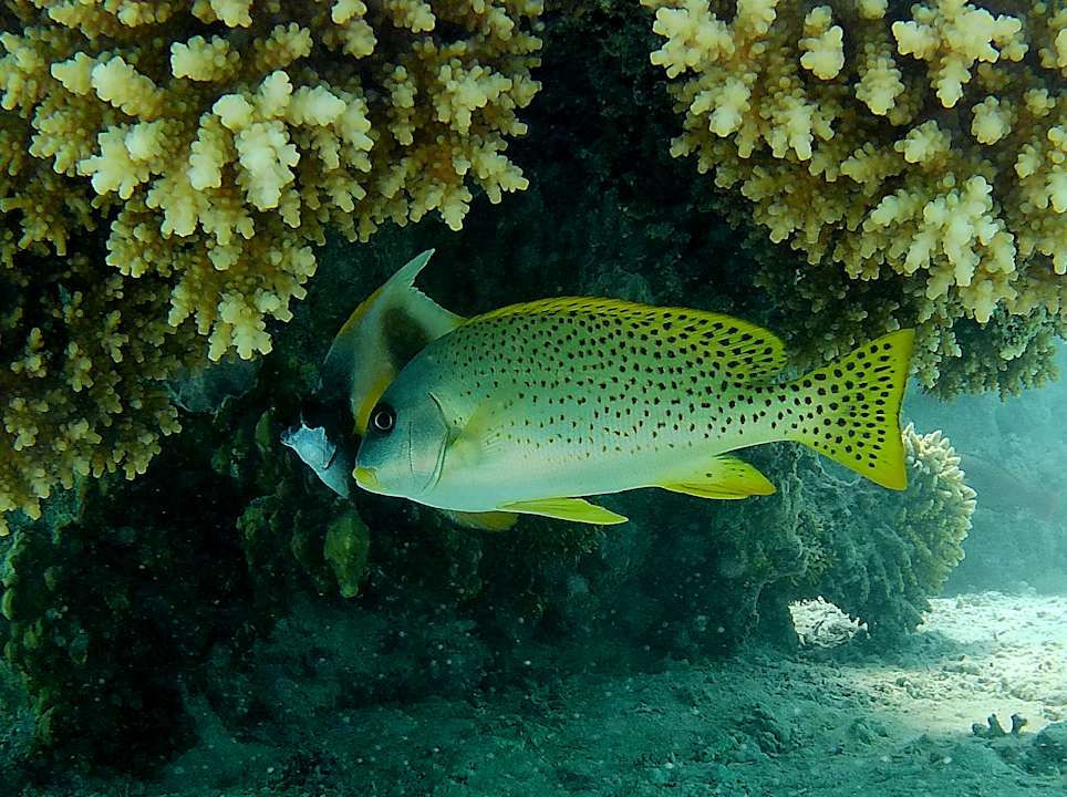 Strand Hotel Sheraton Soma Bay Resort