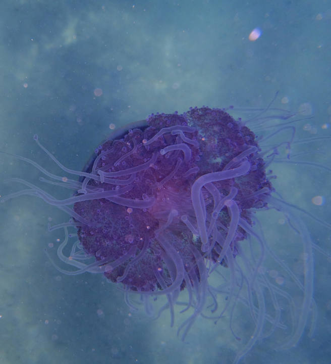 Quallen Pickalbatros Palace Resort