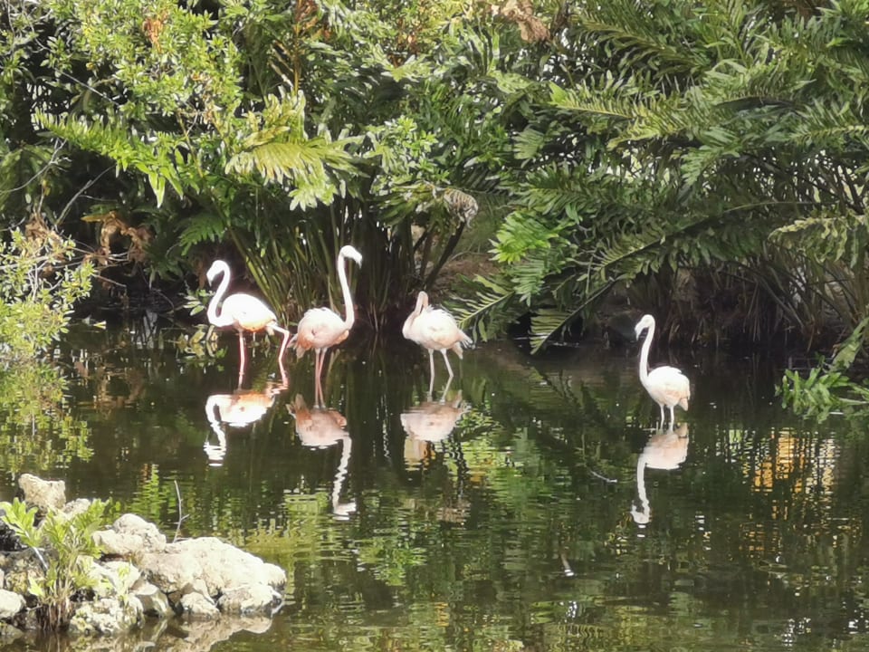 Außenansicht Hotel Viva Dominicus Beach by Wyndham - All Inclusive Resort