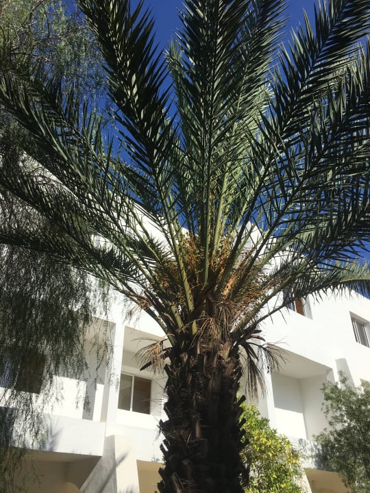 Ausblick Marhaba Royal Salem