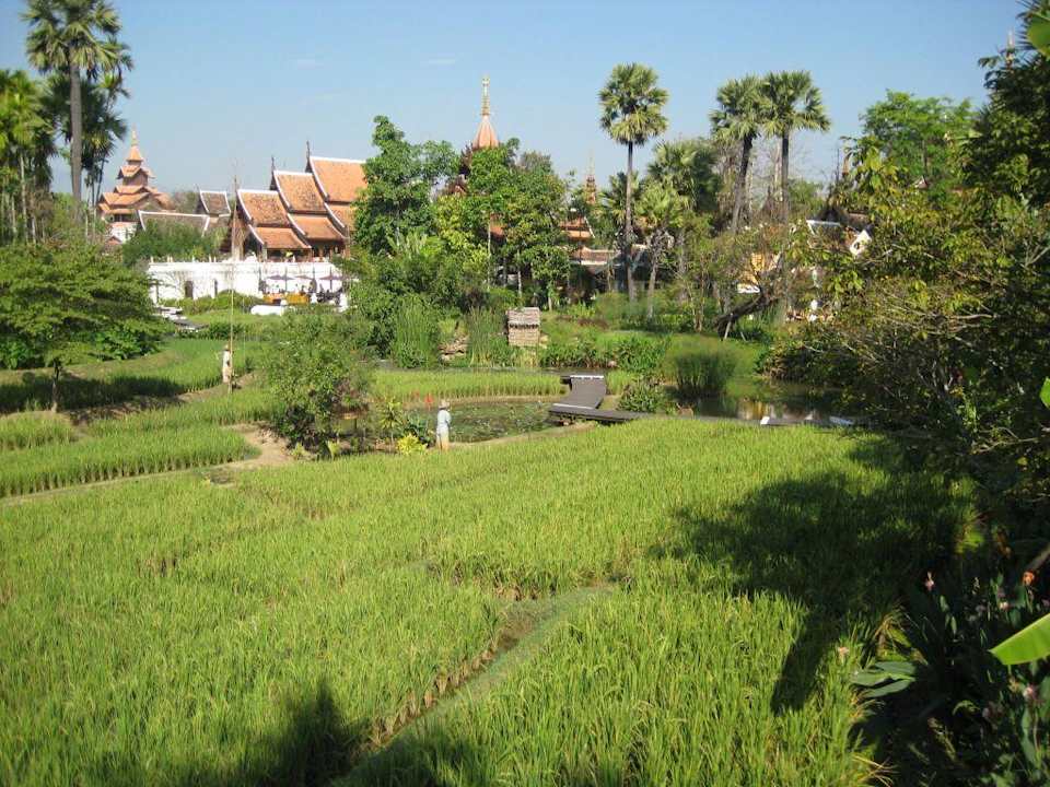 Reisfelder The Dhara Dhevi Chiang Mai