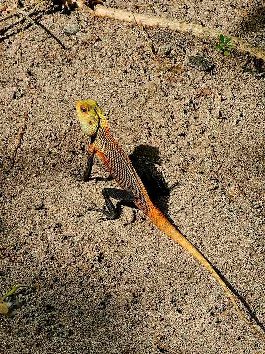 Gartenanlage Adaaran Select Meedhupparu Island Resort - Premium All Inclusive