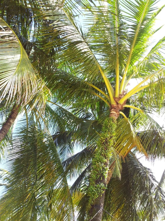 Blick von der Sonnenliege :-) Khaolak Laguna Resort