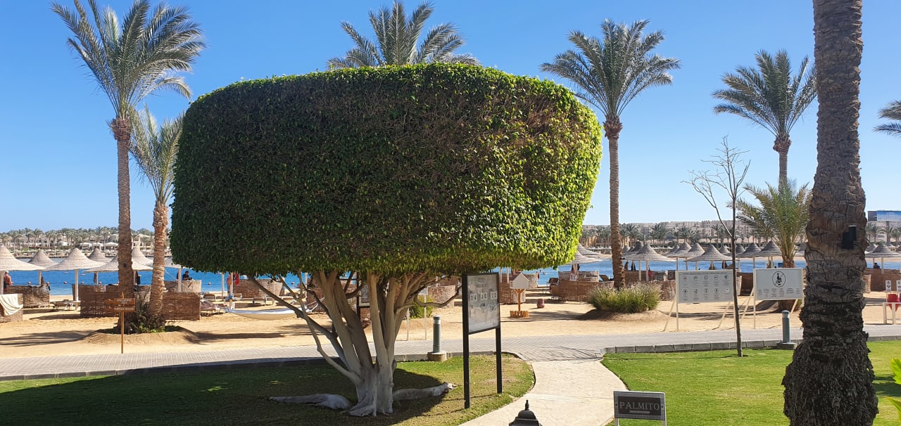 Garten Steigenberger Coraya Beach - Adults only