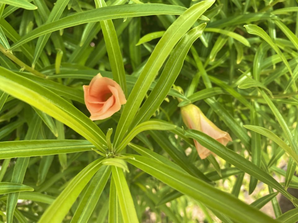 Gartenanlage Steigenberger Coraya Beach - Adults only