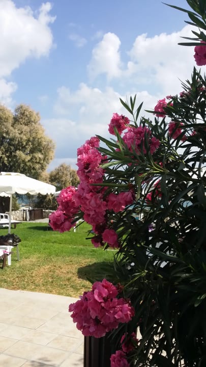 Garten Hotel Calypso Beach