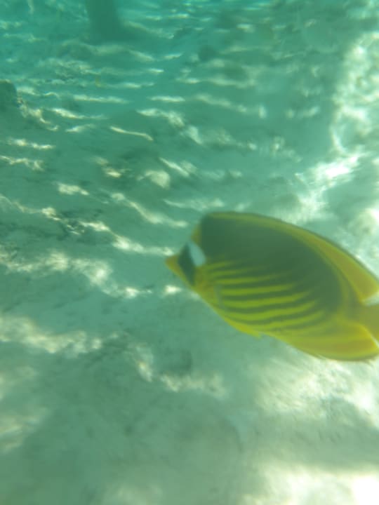 Strand Pickalbatros Sea World Resort - Marsa Alam