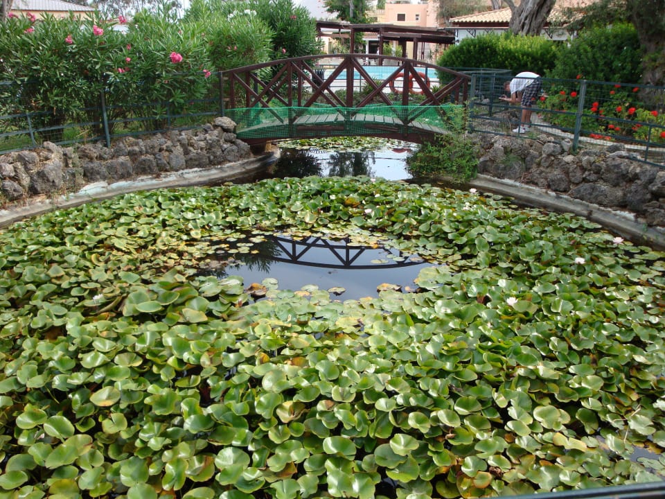 Seerosenteich mit vielen Fröschen Sentido Apollo Palace