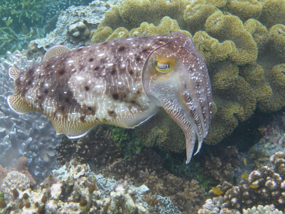 Strand Papua Paradise Eco Resort