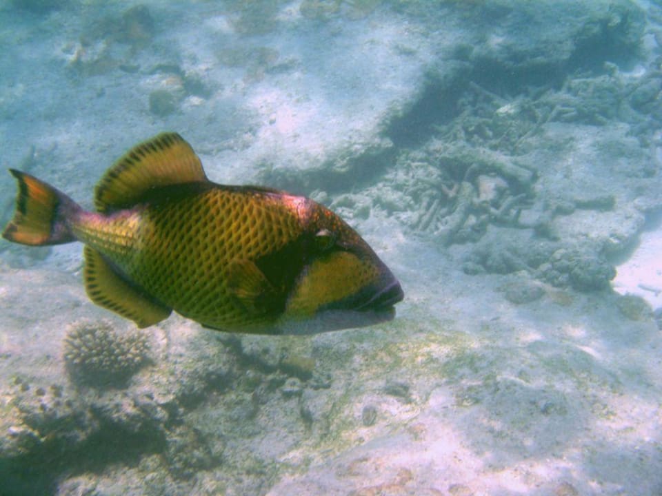 Drückerfisch Summer Island Maldives
