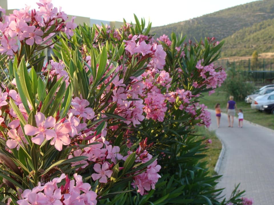 Ogród Aqua Fantasy Aquapark Hotel & Spa