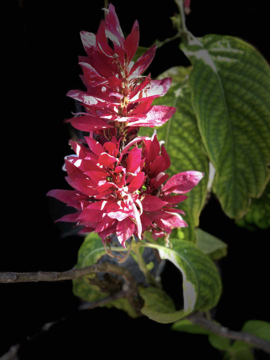 Gartenanlage Lopesan Baobab Resort