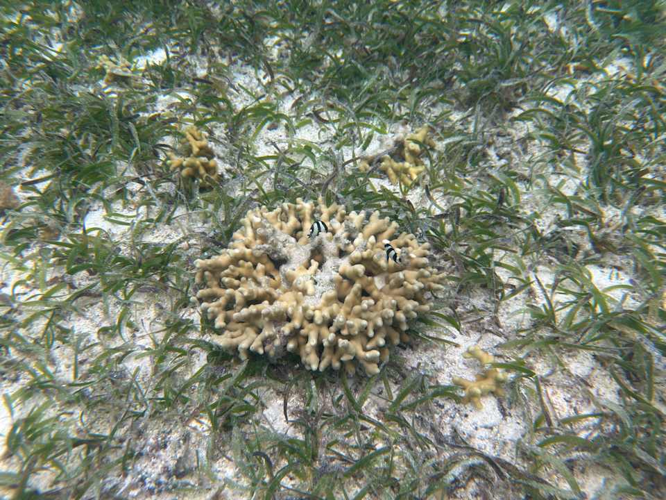 Gartenanlage Jawakara Islands Maldives