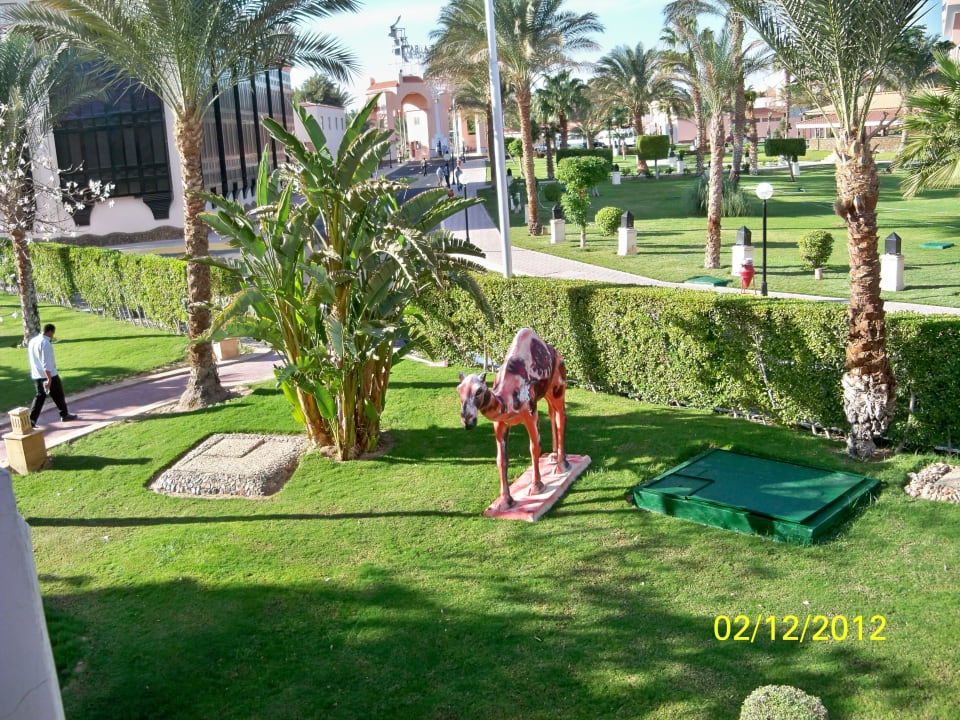 Вид с номера Pickalbatros Palace Resort
