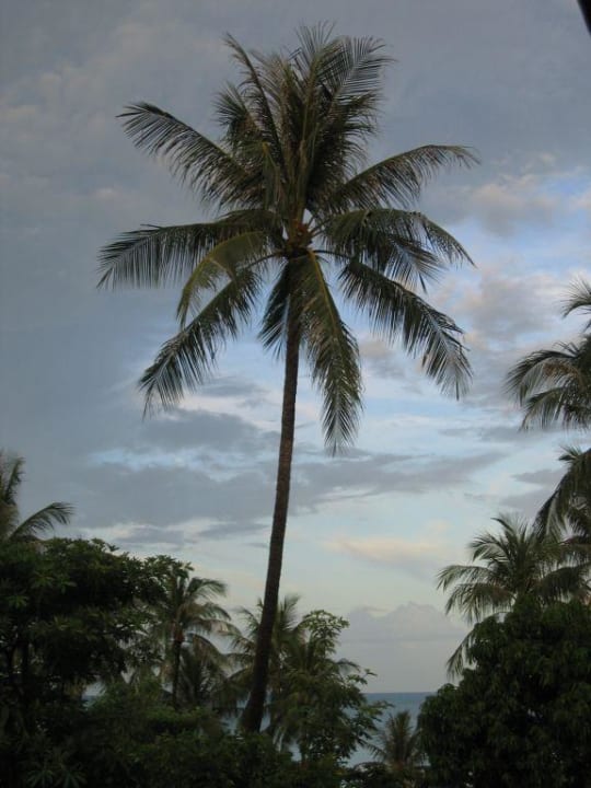 "Unsere" Palme beim Balkonausblick Nora Beach Resort & Spa