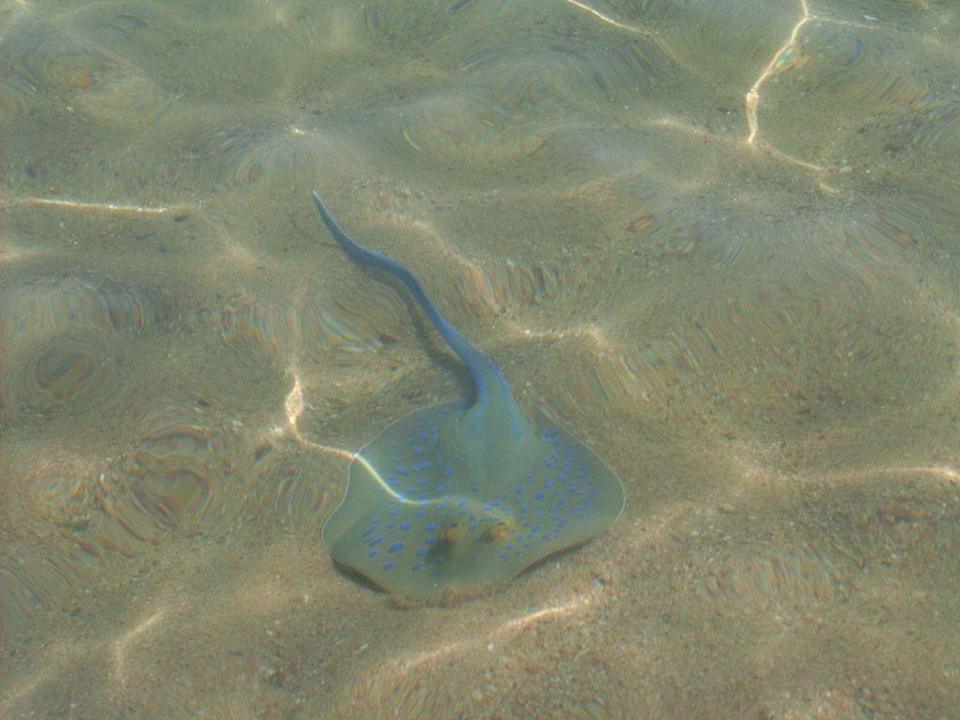 Blaurochen am Strand Ghazala Gardens