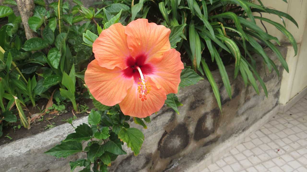 Gartenanlage Casa Santa Barbara Deluxe