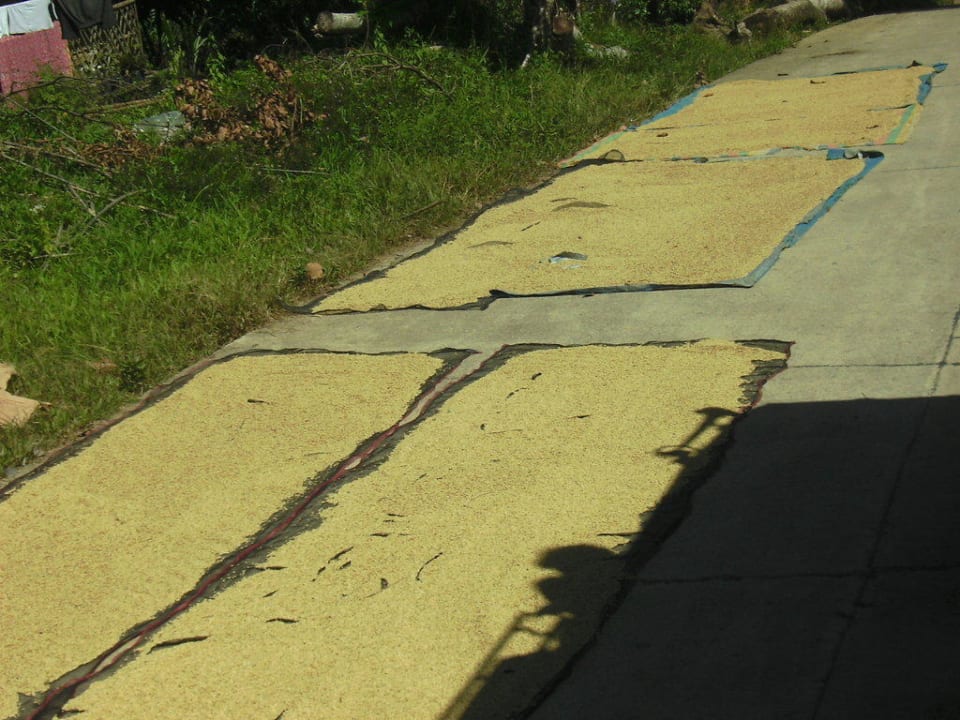 Einige Farmer trocknen den Reis Bambua Nature Park Resort