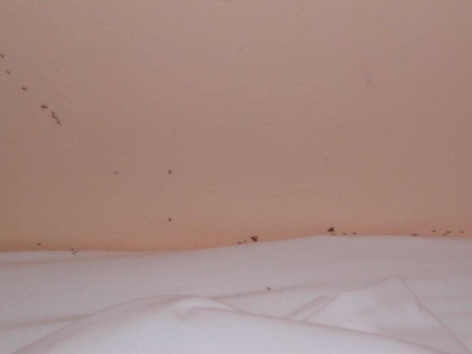 Ameisenbuffet! Eden Club