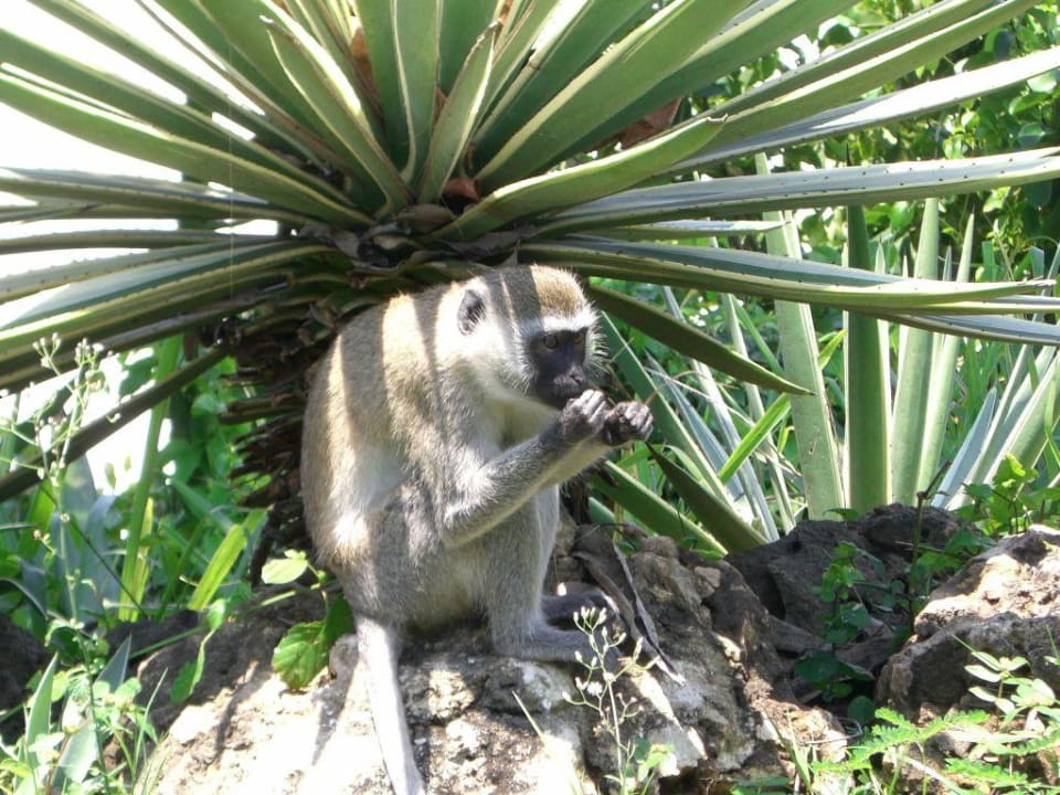 Neugierige Affen Baobab Beach Resort & Spa