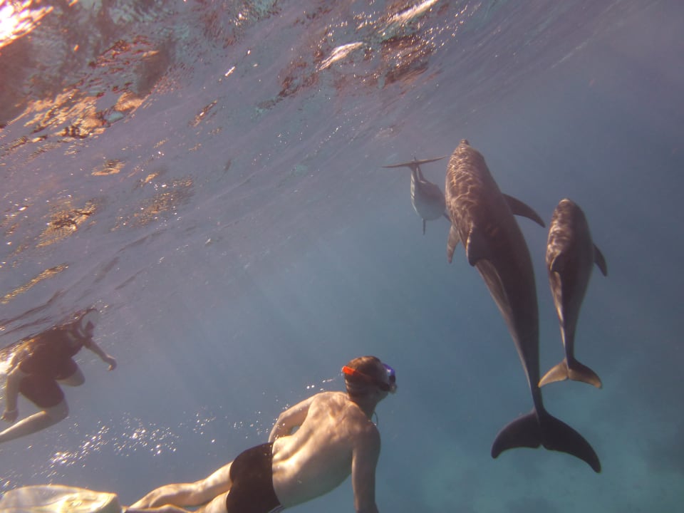 Sport & Freizeit Pickalbatros Citadel Resort