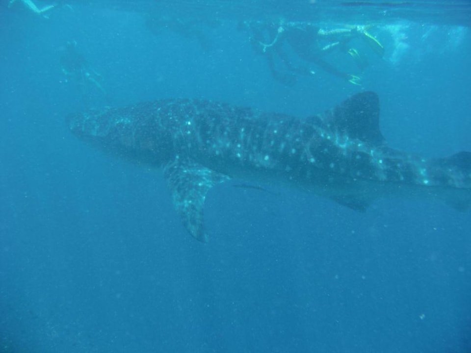 Tauchen Mirihi Island Resort