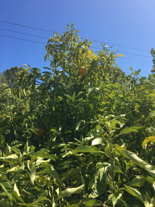 Gartenanlage Ilaria Hotel