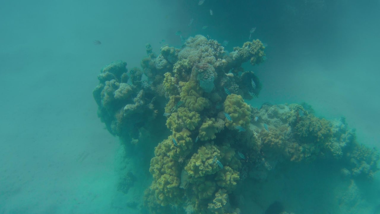 Sport & Freizeit Hotel Gorgonia Beach Resort