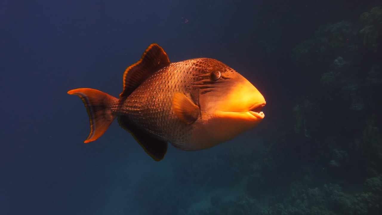 Sport & Freizeit Brayka Bay Resort