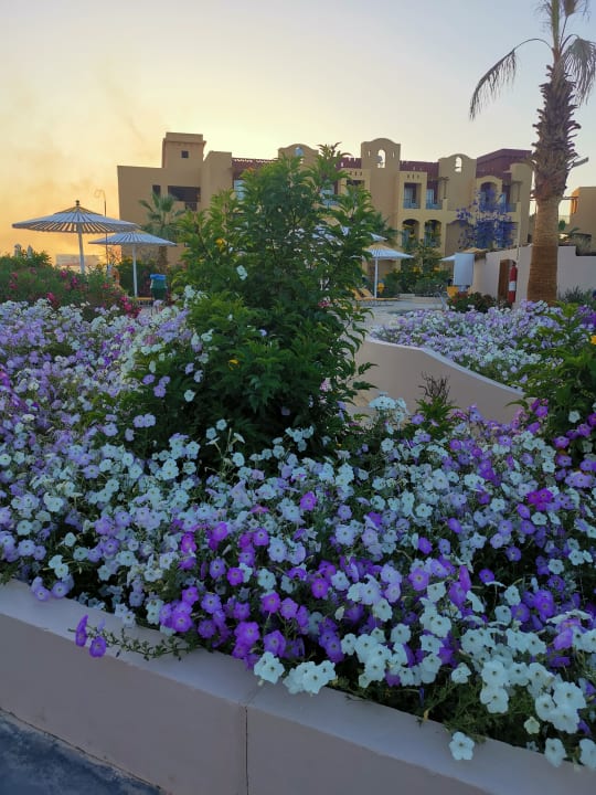 Gartenanlage Lemon & Soul Makadi Garden