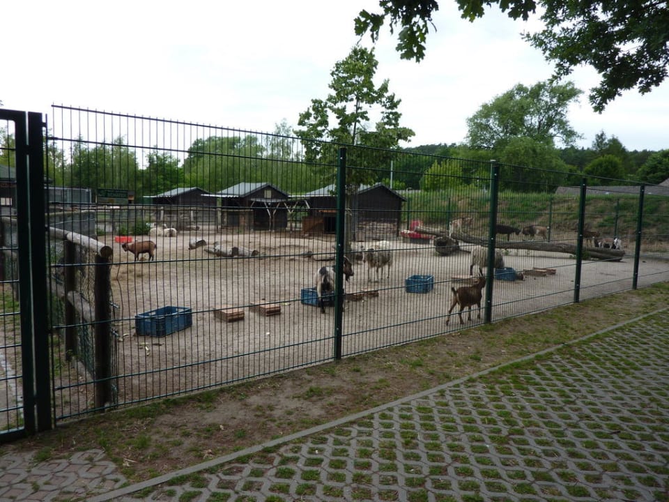 Der Streichelzoo des Camps HeleneCamp am Helenesee