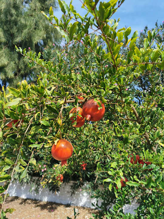 Gartenanlage Hotel Esperia