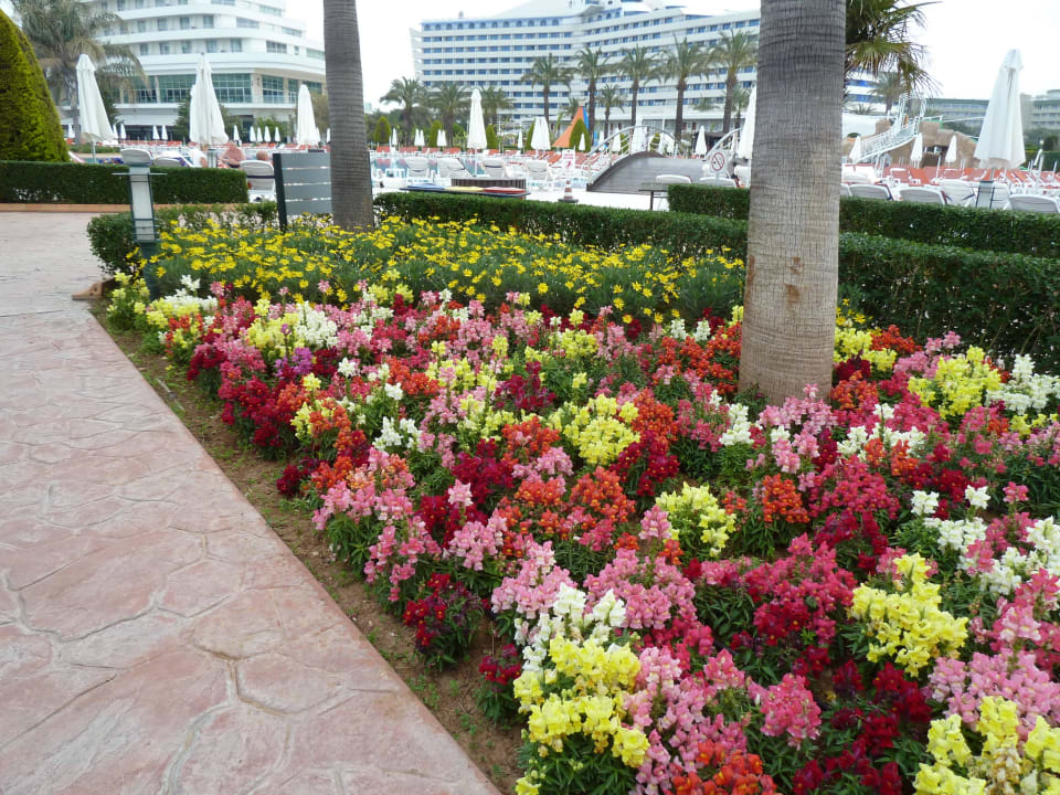 Farbenfrohe Löwenmäulchen Hotel Miracle Resort