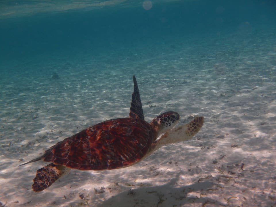 - Biyadhoo Island Resort