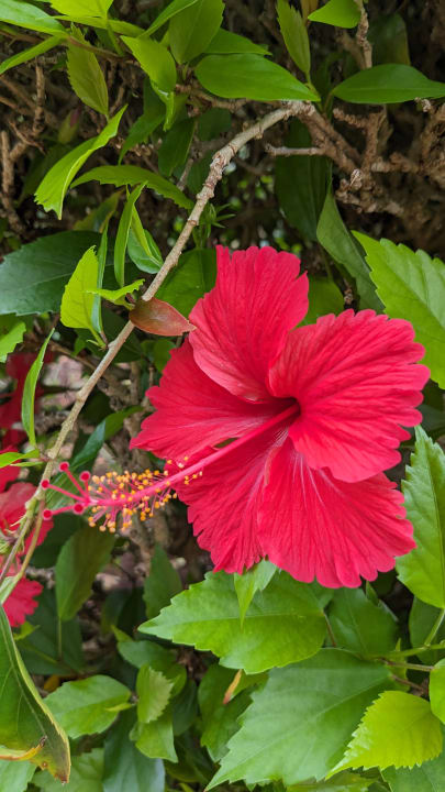 Gartenanlage Hotel Riu Palace Zanzibar