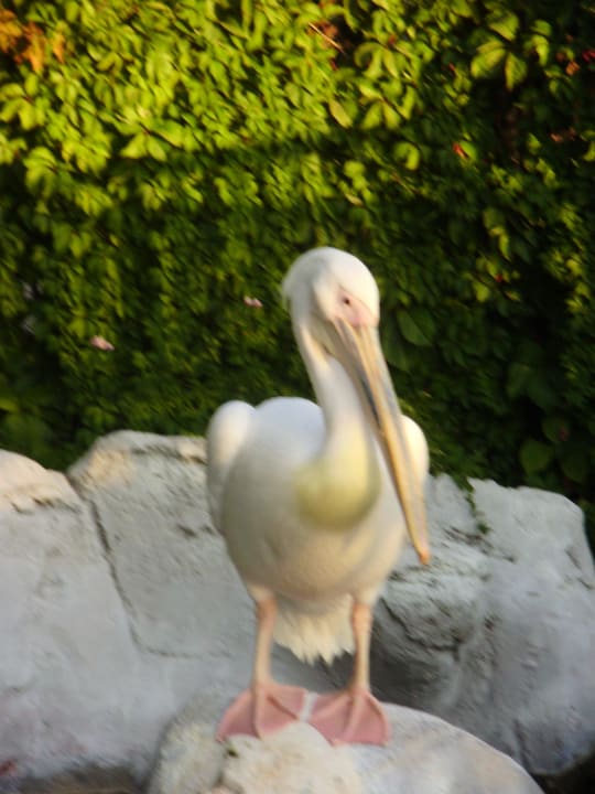 Hotelová ZOO Alba Resort Hotel
