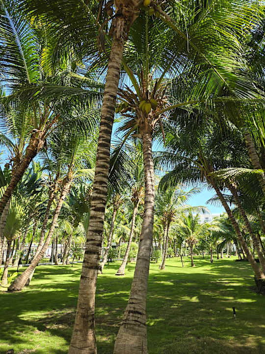 Gartenanlage Hotel Riu Republica - Adults only