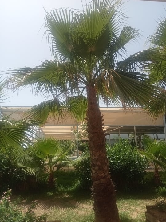 Gartenanlage Hotel Orfeus Park