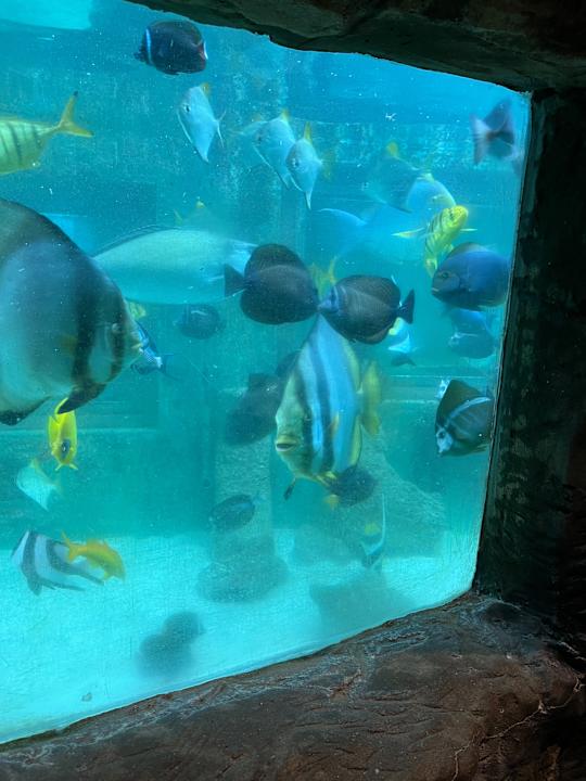 Pool Center Parcs De Kempervennen