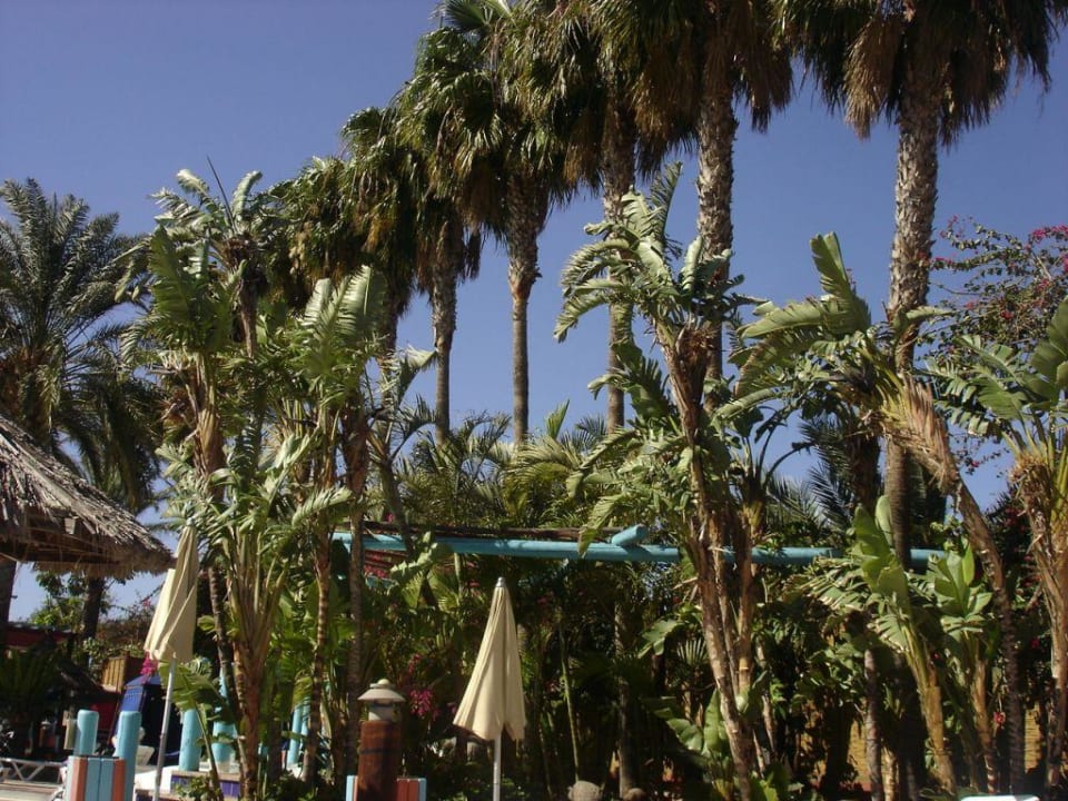 einige Pflanzen am Pool Abora Continental by Lopesan Hotels