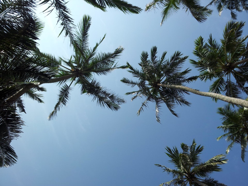 Blick in den Himmel von der Liege Mermaid Hotel & Club